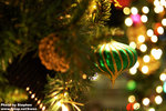 DSC_8239 copy