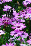 DSC_0226 copy