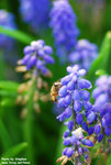 DSC_0263 copy