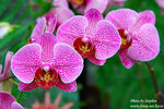 DSC_5861 copy