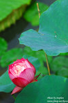 DSC_5902 copy