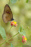 DSC_6412 copy