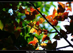 DSCF0249