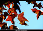 DSCF0260