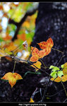 DSCF0481