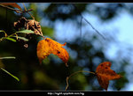 DSCF0505