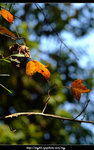 DSCF0506