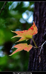 DSCF0529