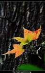 DSCF0533