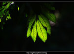 DSCF0550