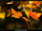 DSCF0580