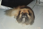 Rambo 04