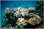 Great Barrier Reef 38