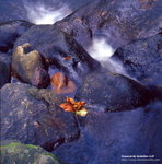 �s�Q��
Rollieflex 3.5F 
Schneider-Kreuznach Xenoter 75mm f3.5
