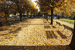 
Paris Autumn