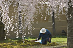 The Flower Tomb Sweeper