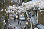 Kyoto under the Cherry Blossom