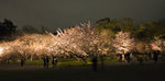 
Nijo-jo Garden