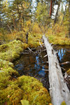 A wonderful collection of flora, fauna and fallen woods at the Kanas National Reserve
