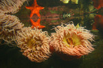Stanley Park Aquarium