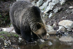 
Grizzly Bear