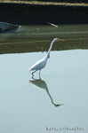bird_02