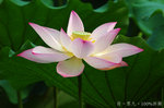 lotus0903