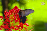800butterfly002