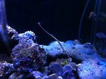 seagragon