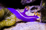 seahare019