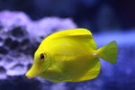 yellowhang001