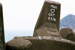 46090036