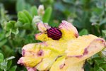 04210035