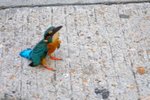 2005_0402KingFisher0029