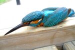2005_0402KingFisher0033