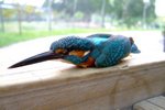 2005_0402KingFisher0034