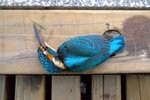 2005_0402KingFisher0038