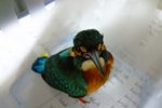 2005_0402KingFisher0043