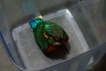 2005_0402KingFisher0045
