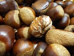 
new chestnut1