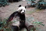 panda AnAn
