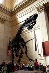 
Dinosaur