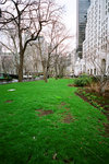 grass