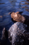 The Rock