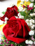 The rose in red color like blood