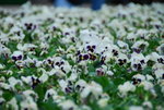 20080314_IMG_0545