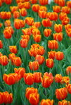 20080314_IMG_0747
