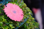 20080314_IMG_0756