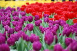 20080314_IMG_0767
