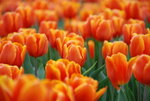 20080314_IMG_0770